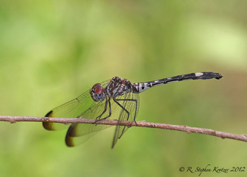 Dythemis velox, female